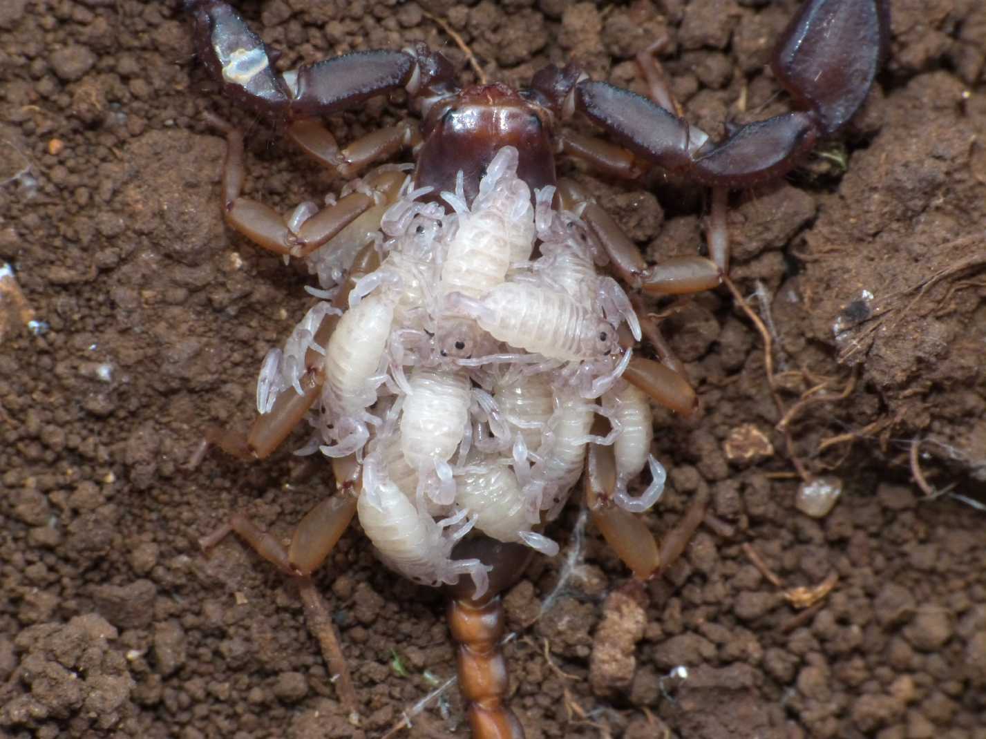 Scorpioncino sardo con prole: Euscorpius sicanus